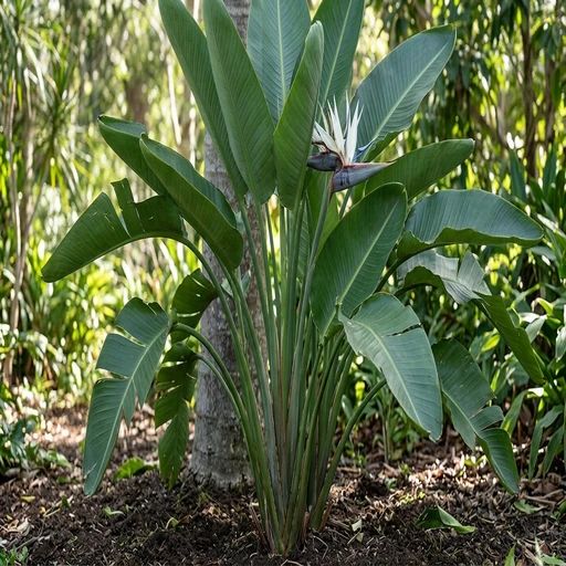 Strelitzia nicolai