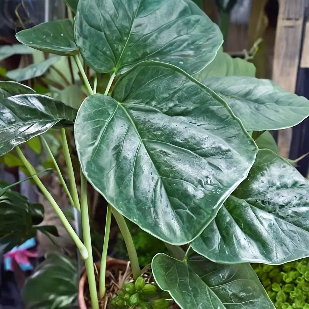 Alocasia wentii