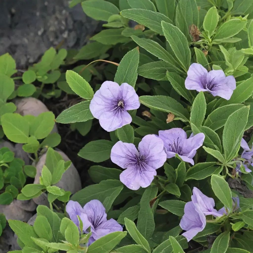 Ruellia humilis
