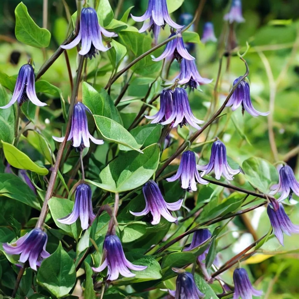 Clematis x hybrida 'Roguchi'