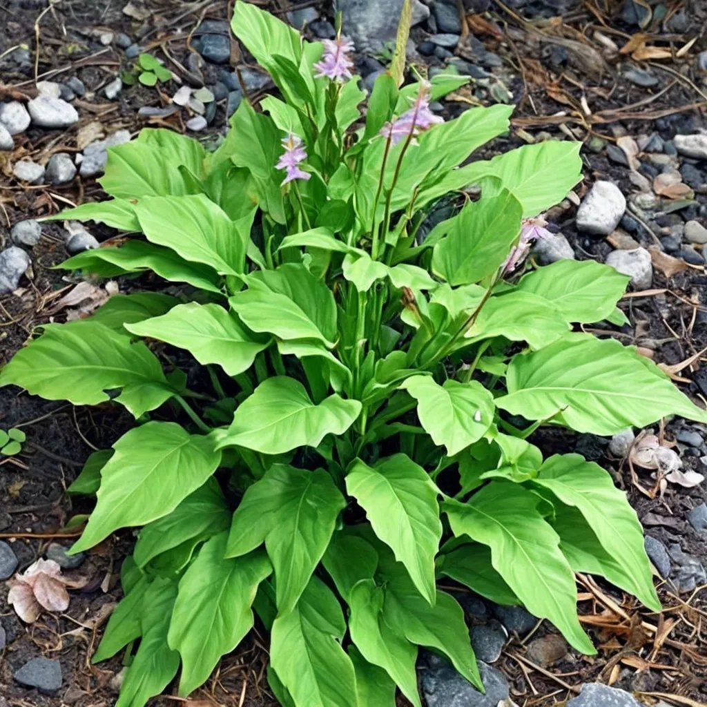 Hosta x hybrida 'Purple Dwarf'