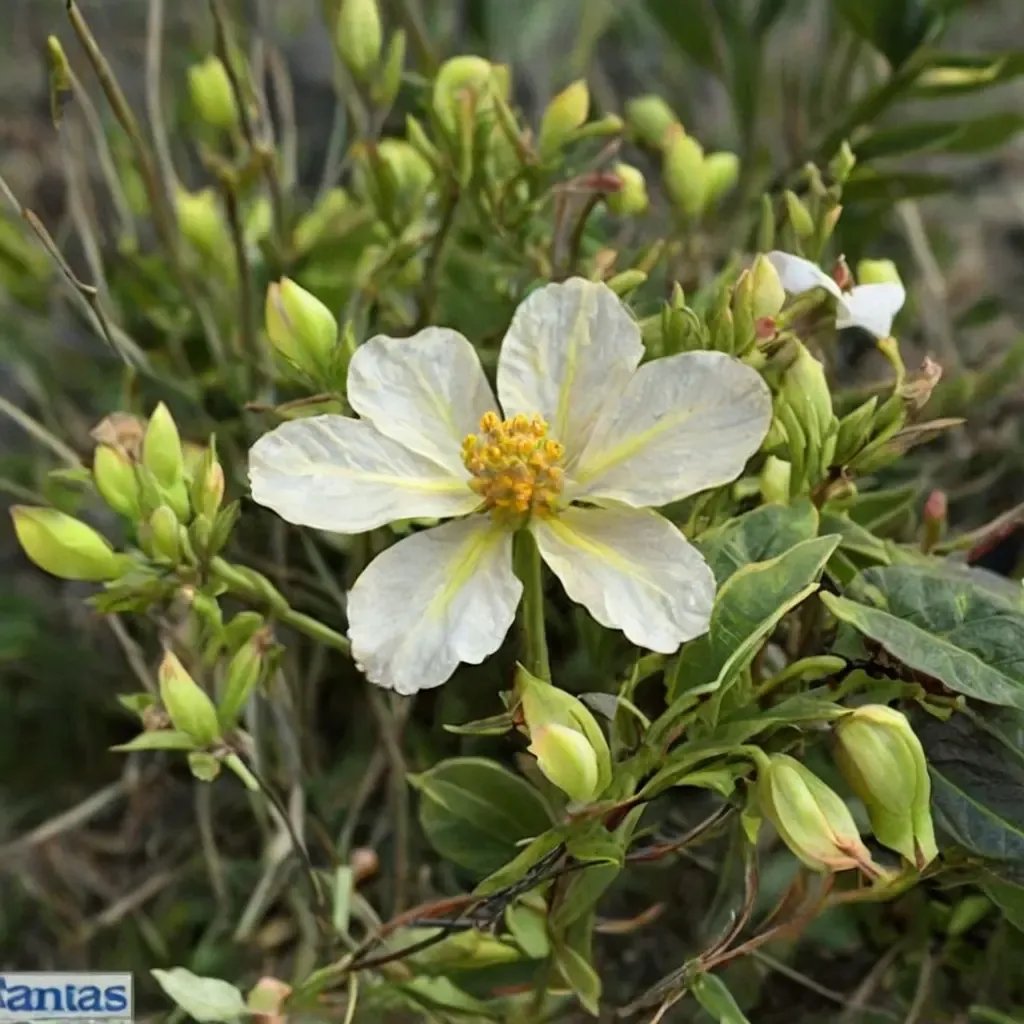 Helianthemum granatense