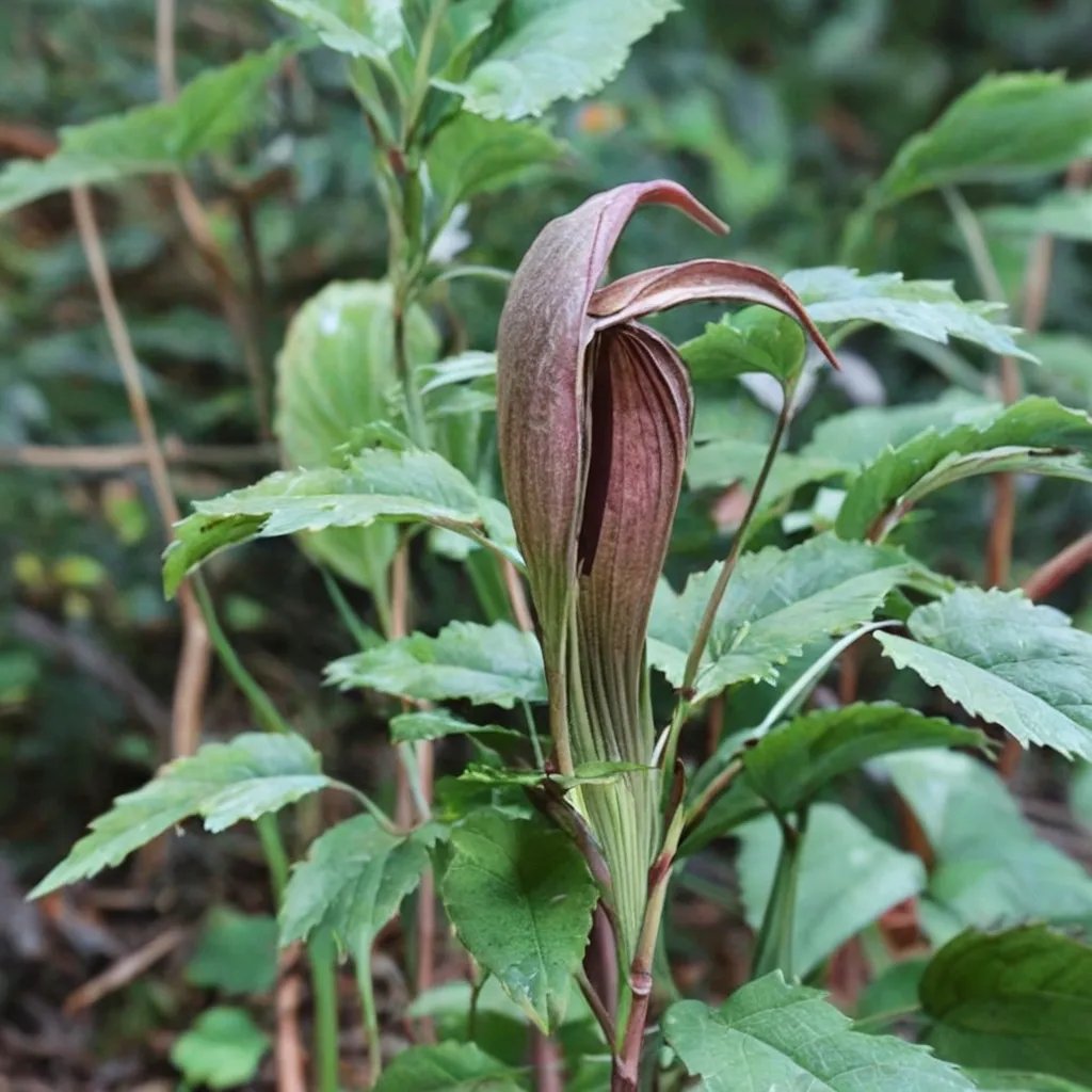 Arisaema serratum 'Mt Fuji Form'