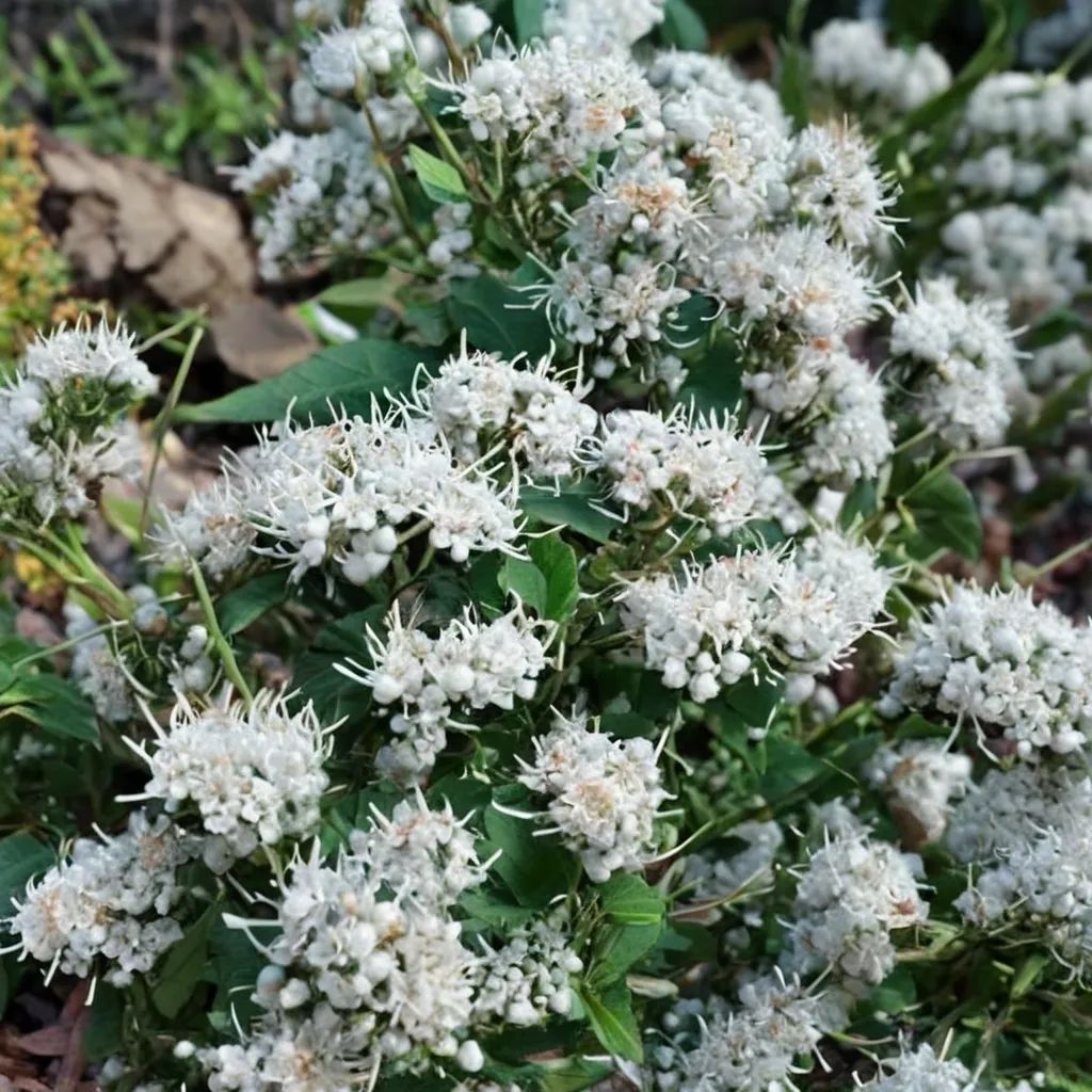 Eupatorium havanense