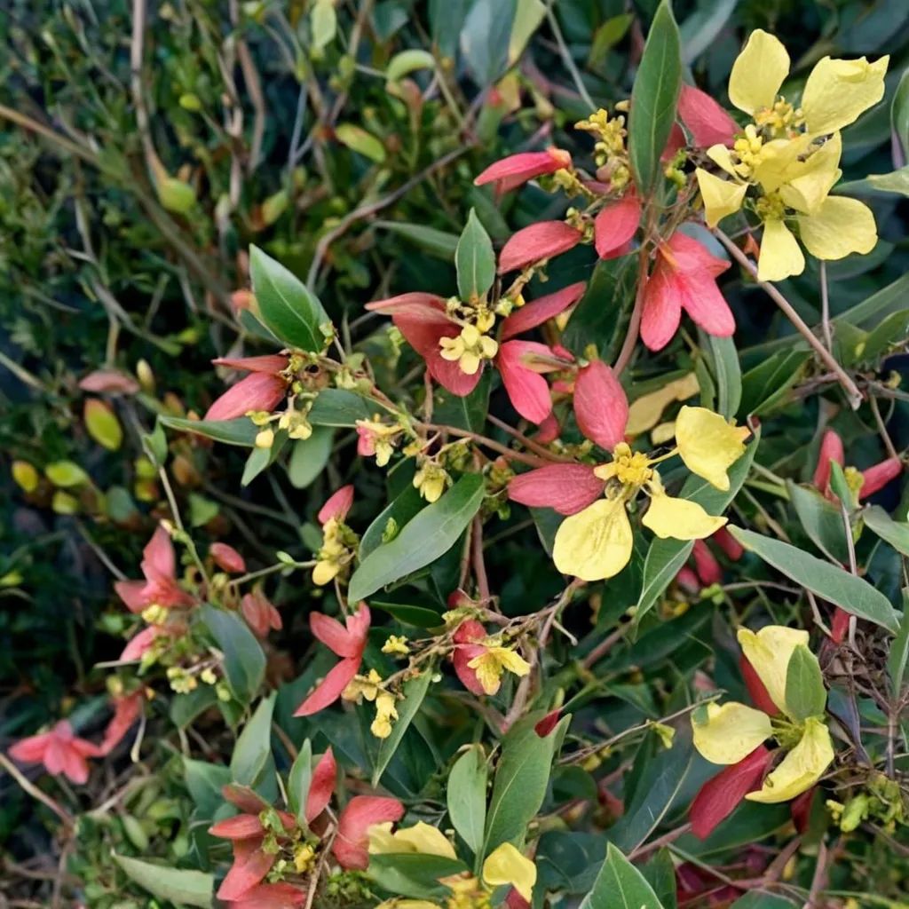 Heteropterys glabra