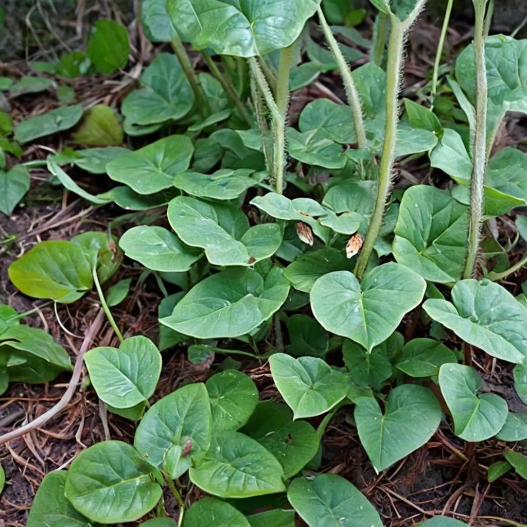 Asarum caudatum