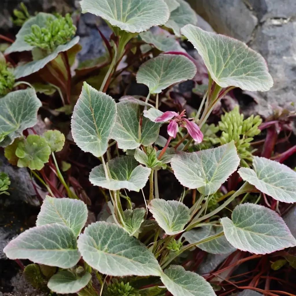 Saxifrage