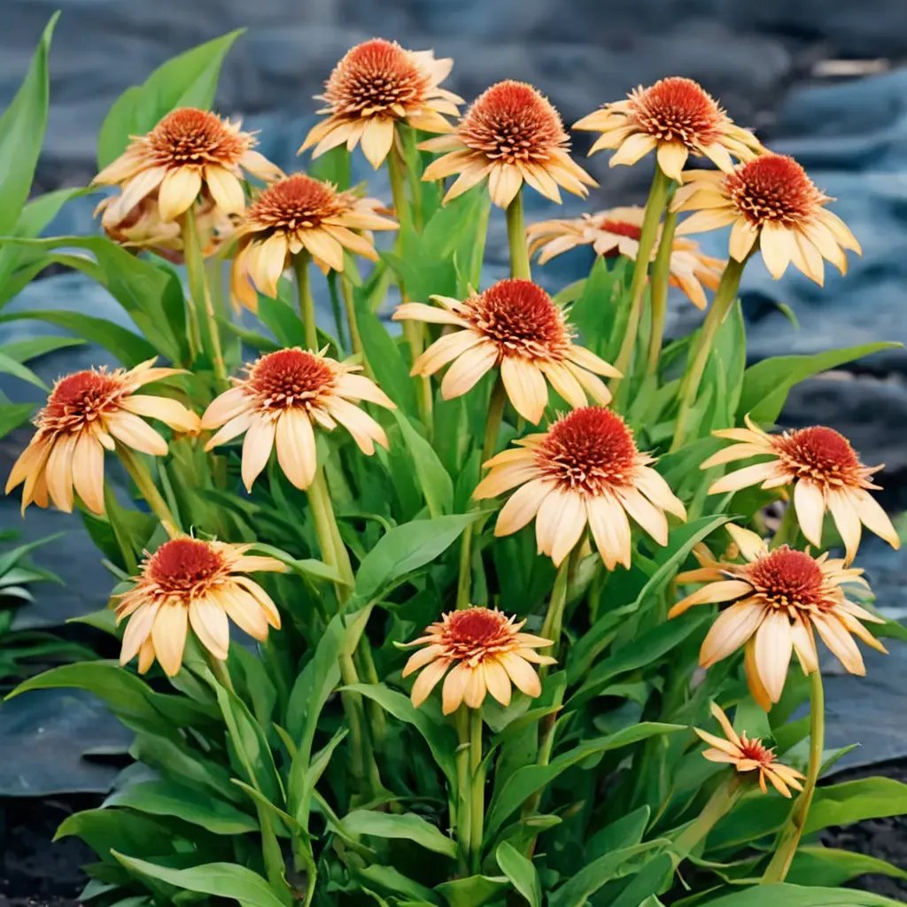 Echinacea purpurea 'Supreme Cantaloupe'