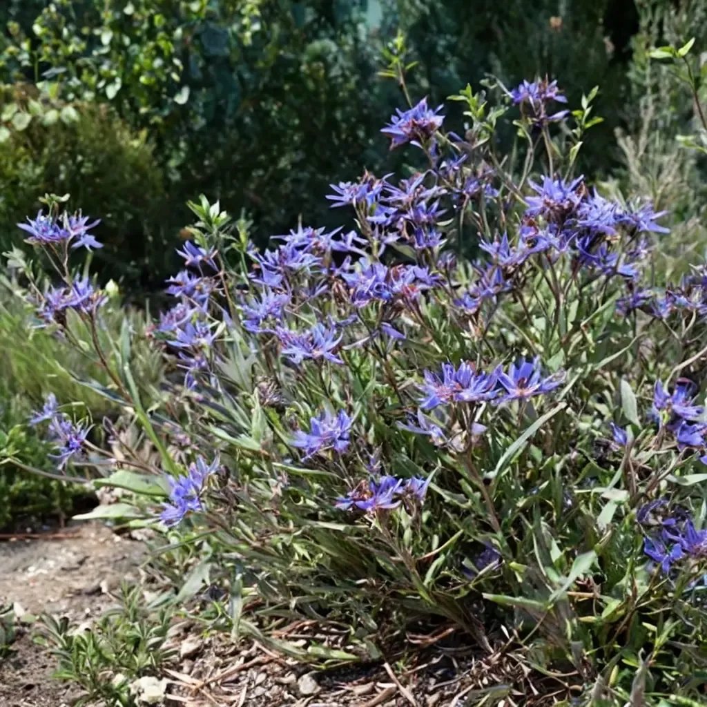 Salvia clevelandii 'Winifred Gilman'