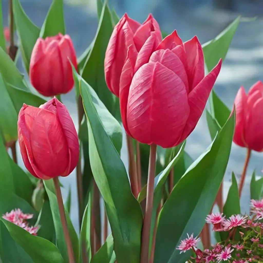 Tulipa tulipae 'Christmas Marvel'