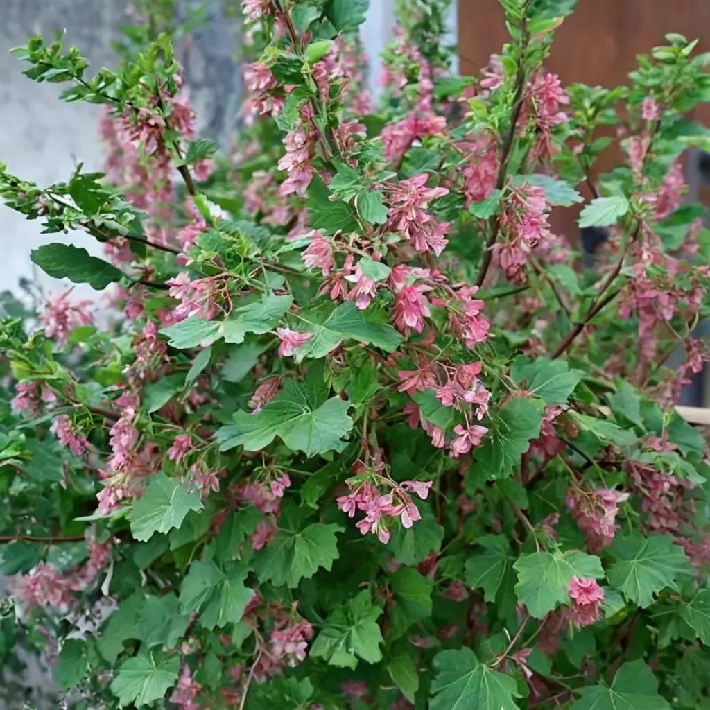 Ribes sanguineum 'glutinosum'