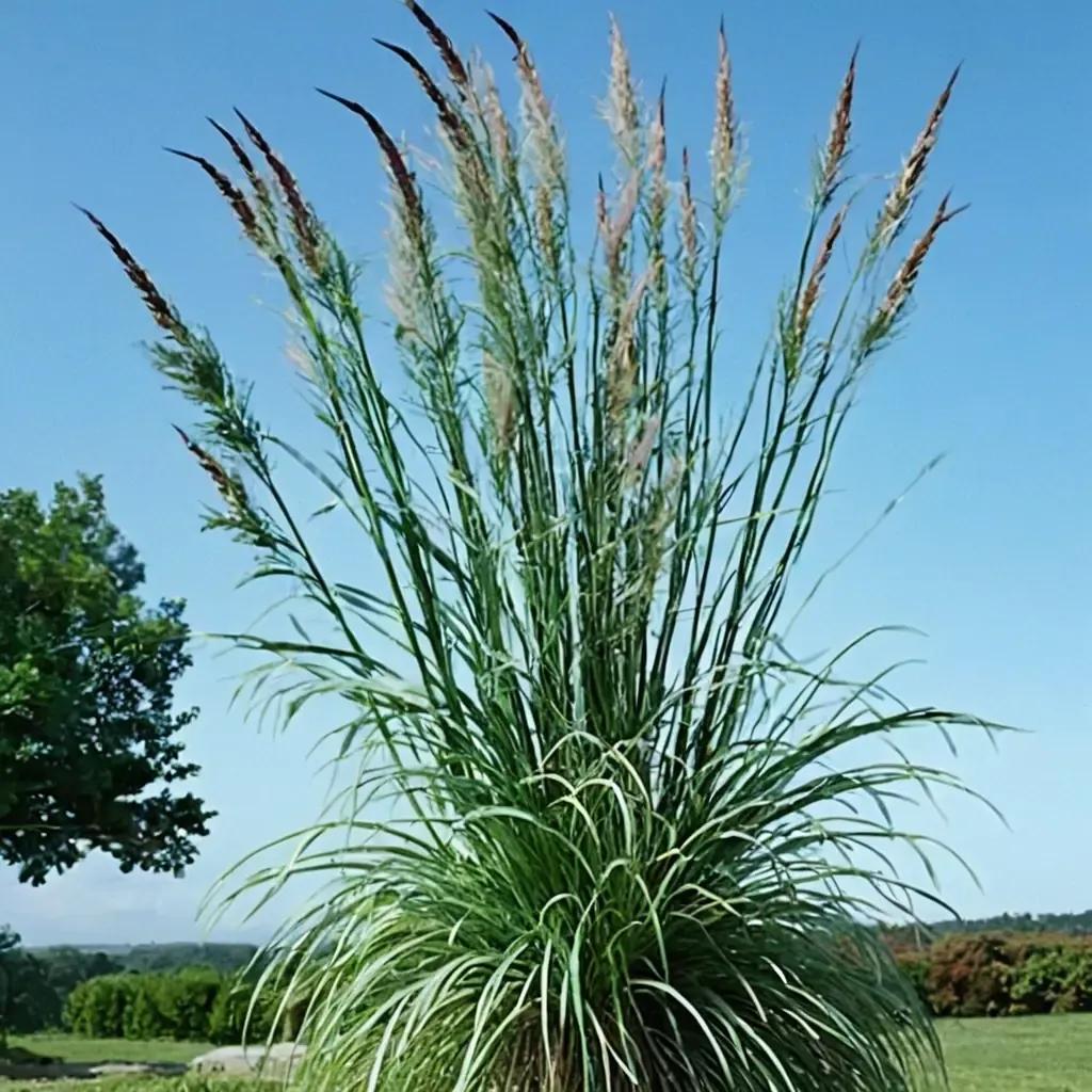 Plume Grass