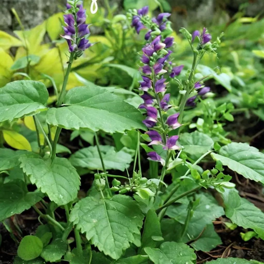 Scutellaria altissima