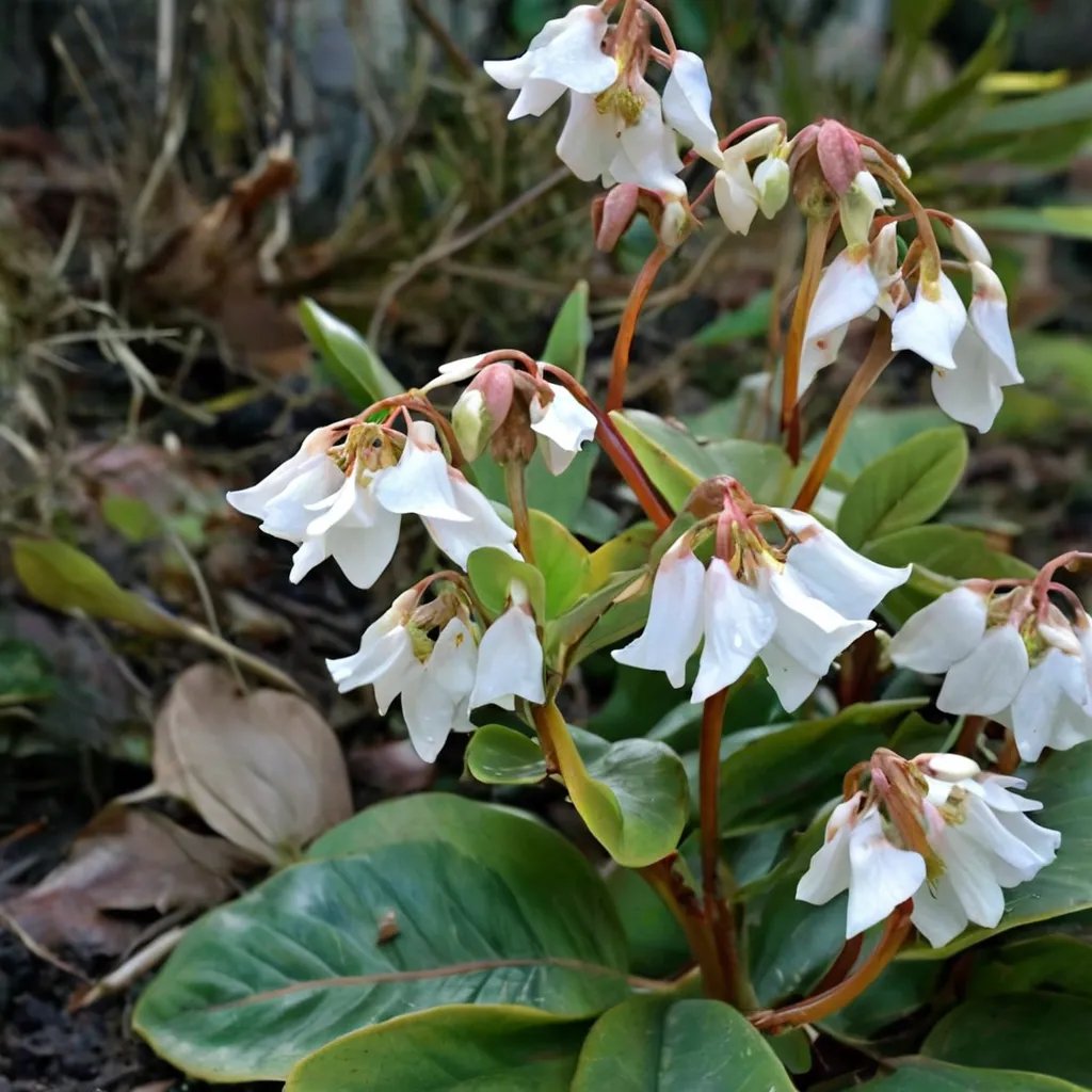 Bergenia emeiensis