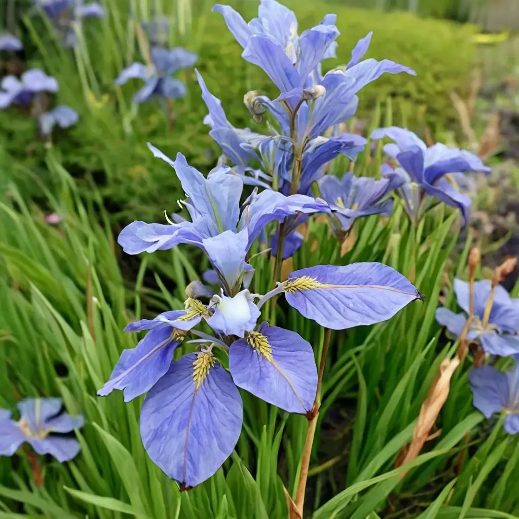 Iris sibirica 'Perry'