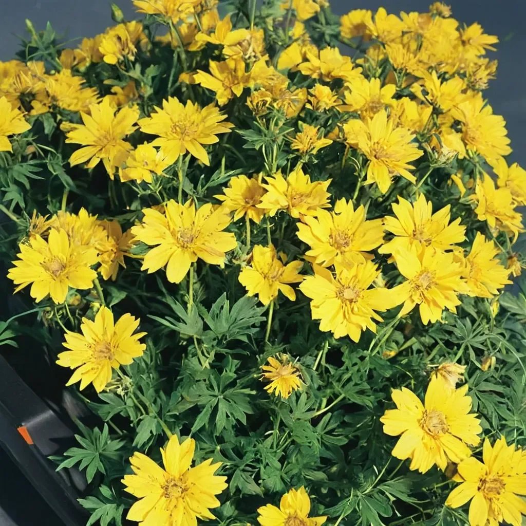 Cosmos sulphureus 'Cosmic Yellow'
