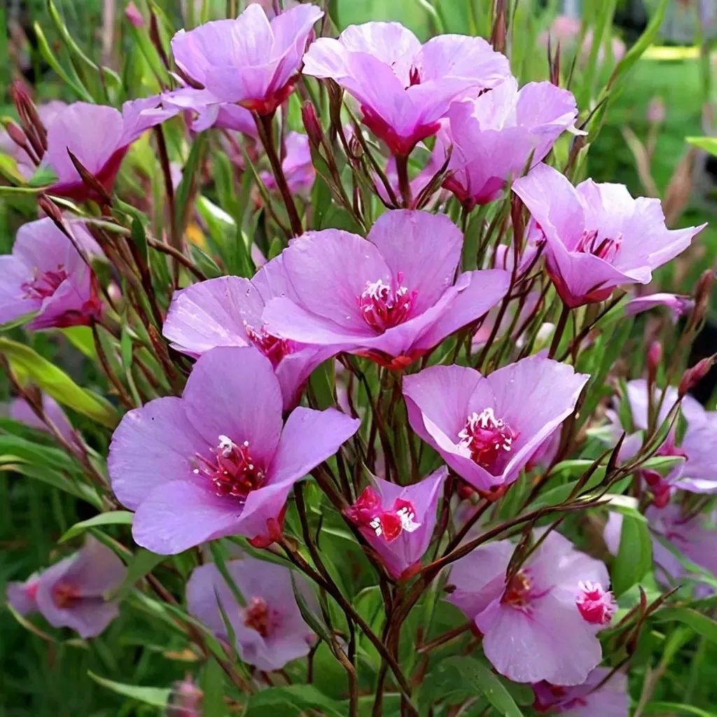 Clarkia rubicunda 'blasdalei'