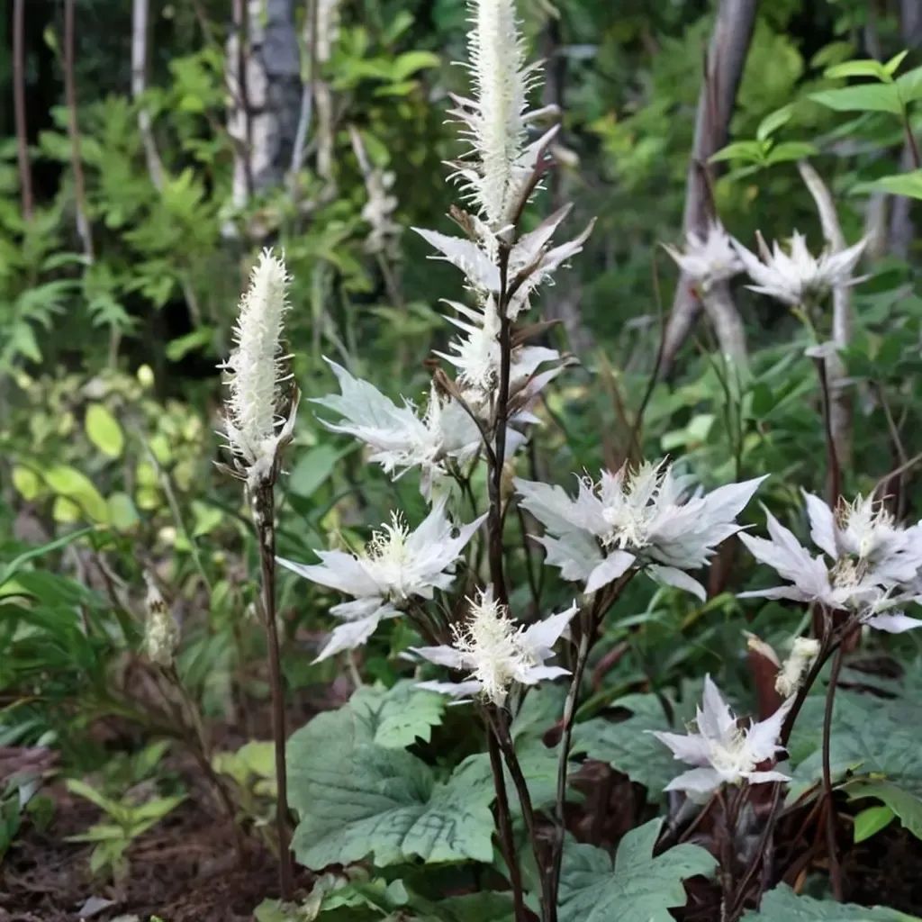Actaea japonica 'Silver Blush'