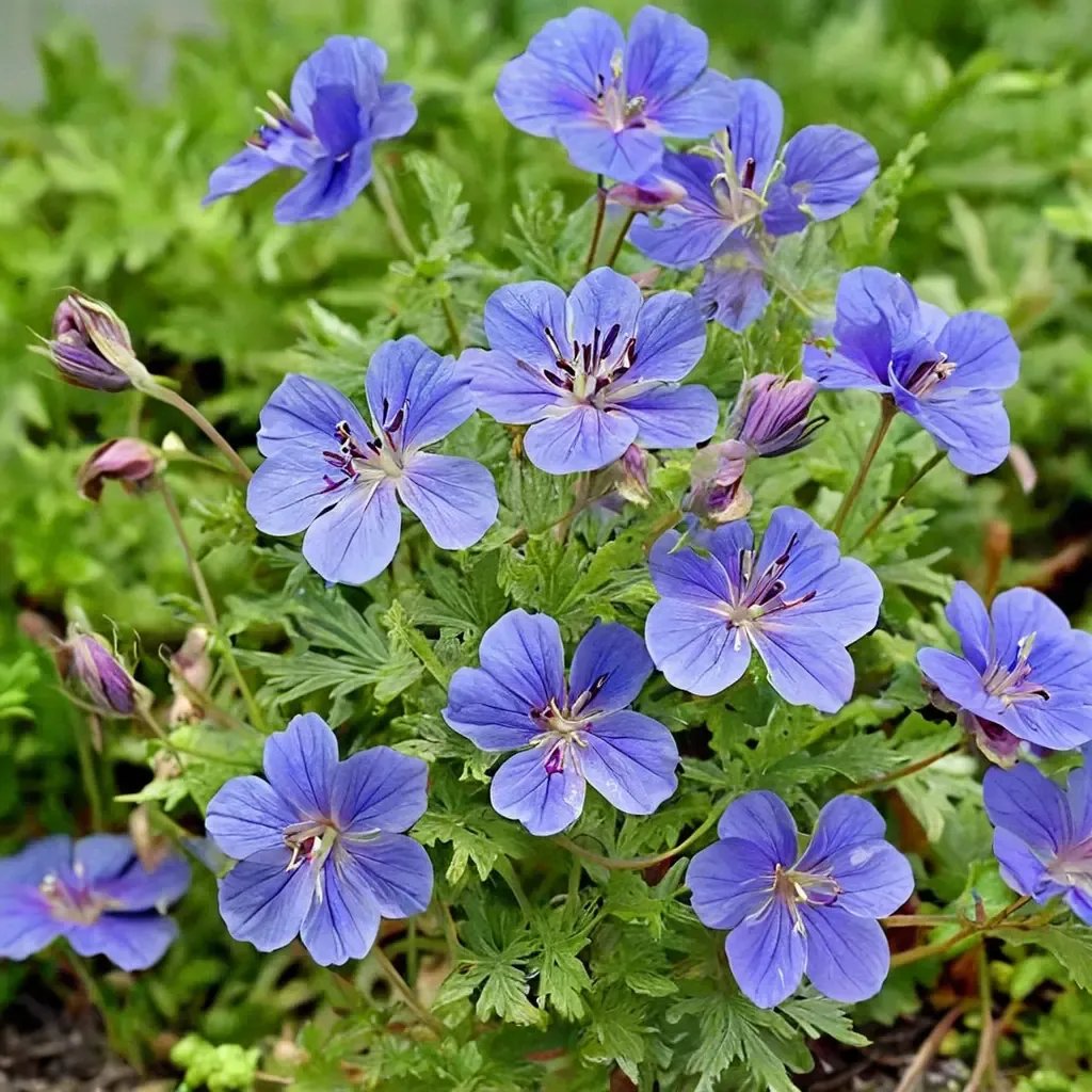 Geranium x cantabrigiense 'Johnson's Blue'