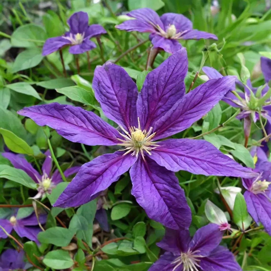 Clematis x jackmanii 'Bijou'