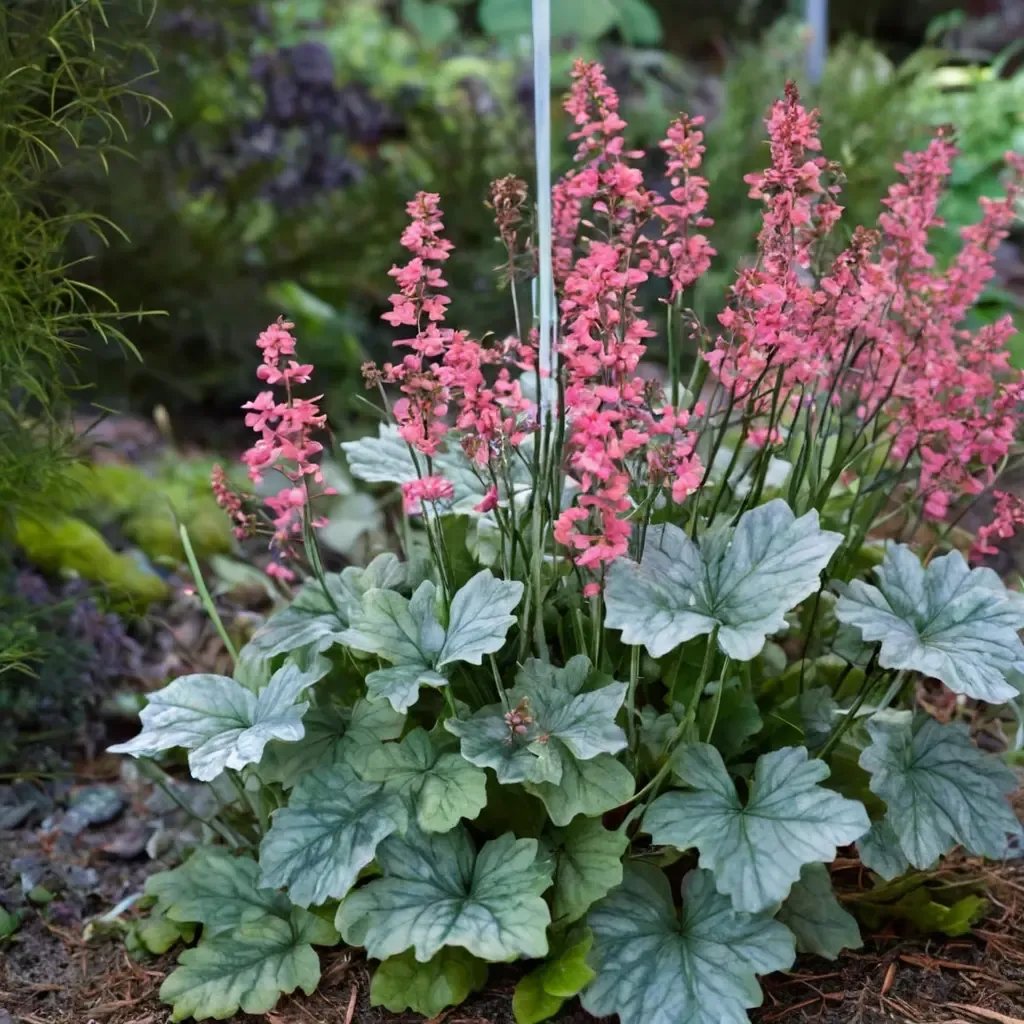 Heuchera americana 'Spearmint'