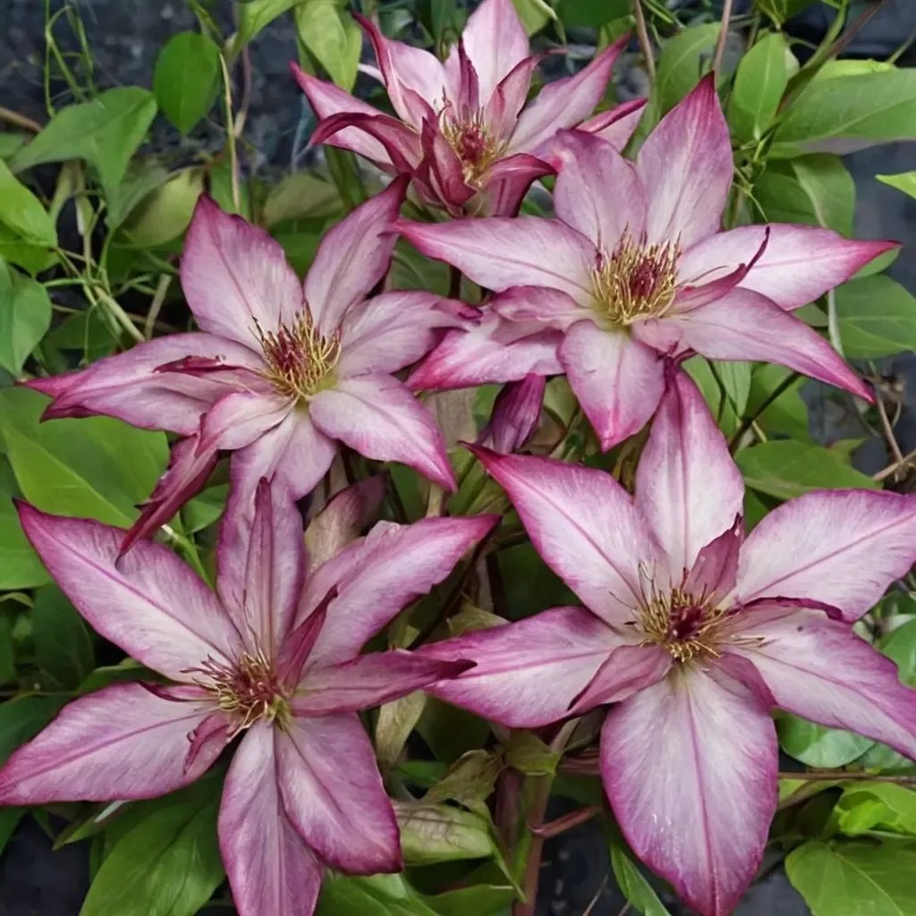Clematis viticella 'Tae'