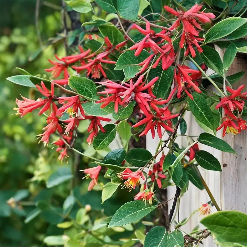 Lonicera x helleri 'Major Wheeler'