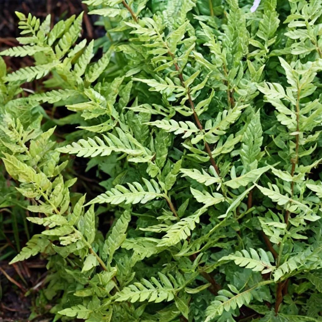 Dryopteris filix-mas 'Cristata Jackson'