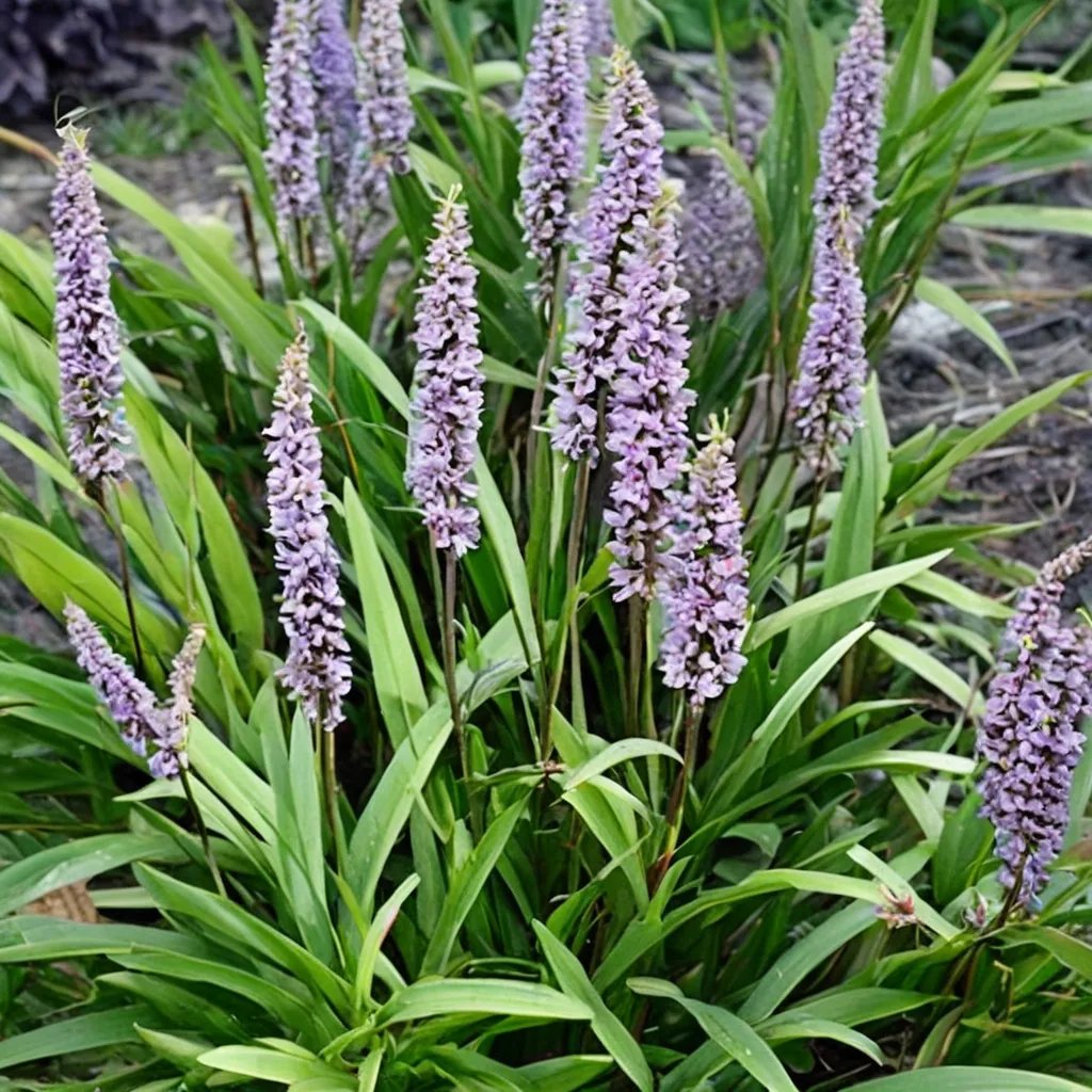 Liriope platyphylla 'Bingo'