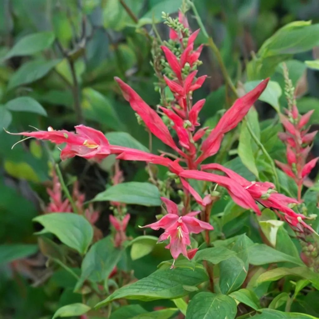 Salvia rutilans 'Freida Dixon'