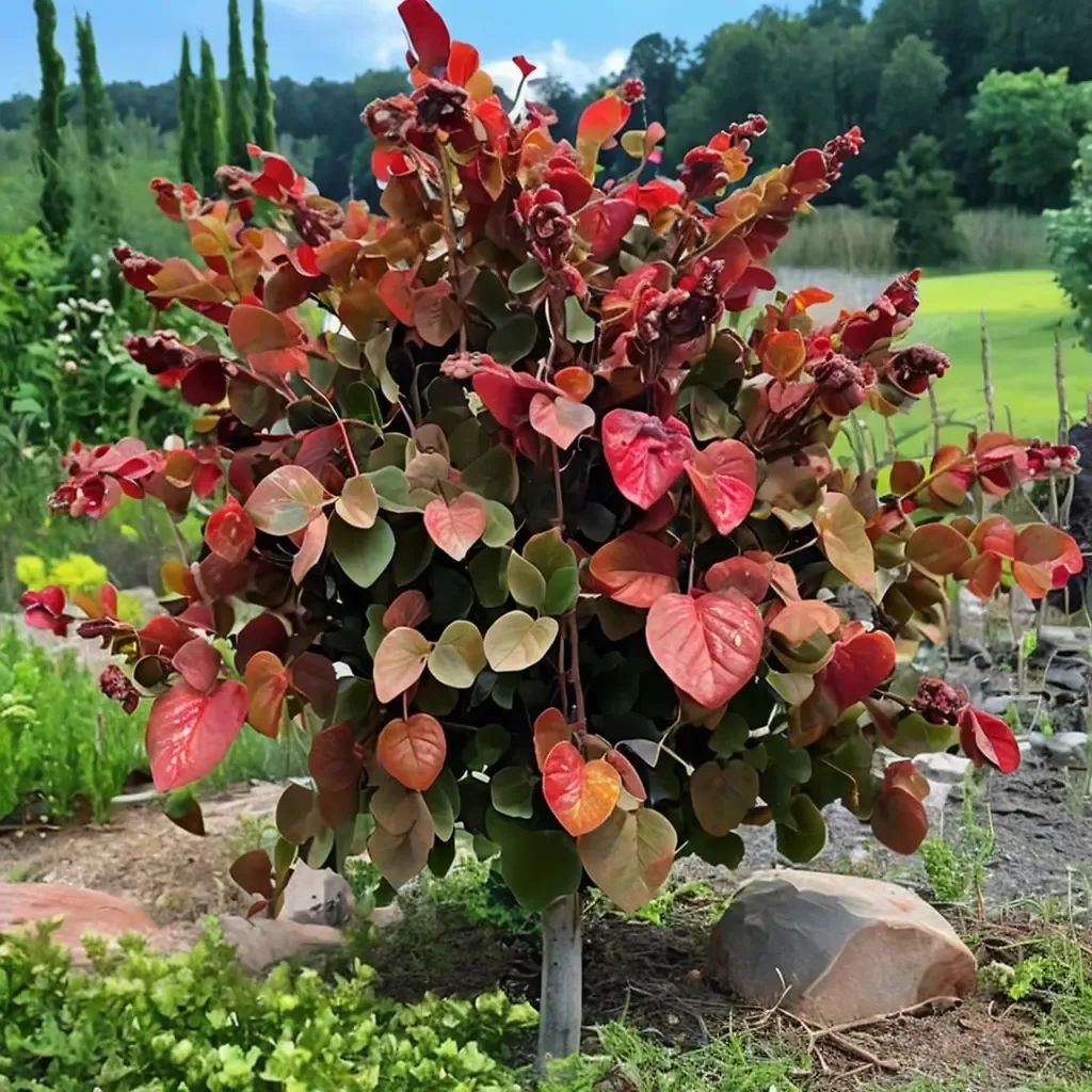 Cercis canadensis 'Hearts A'Fire'