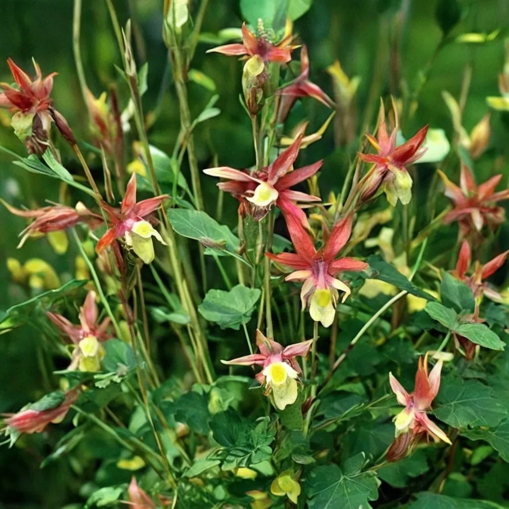 Aquilegia x hybrida 'Blazing Star'