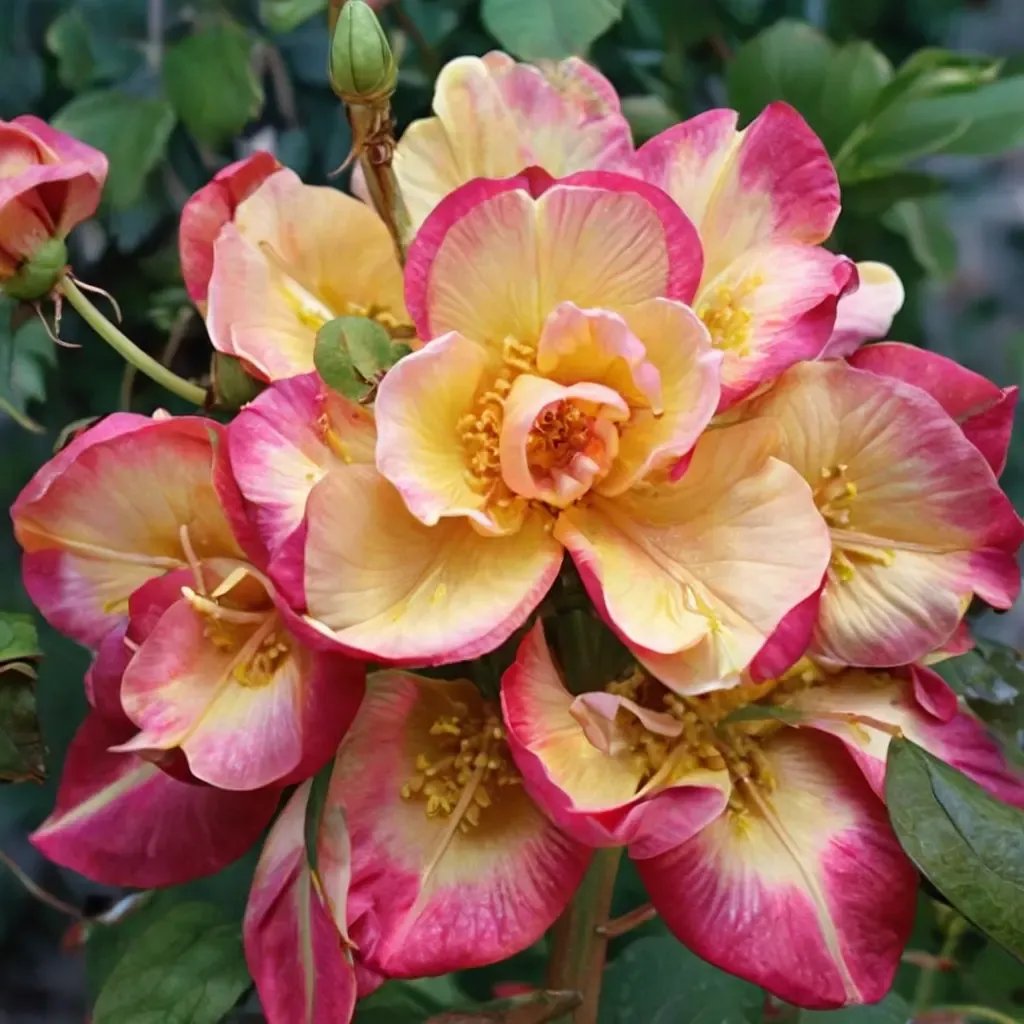 Rosa multiflora 'Jacob's Robe'