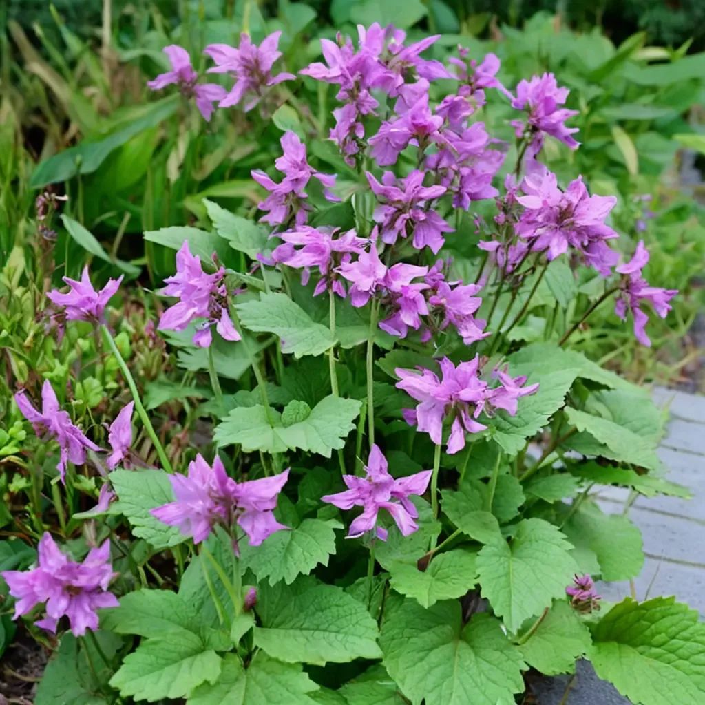 Stachys macrantha