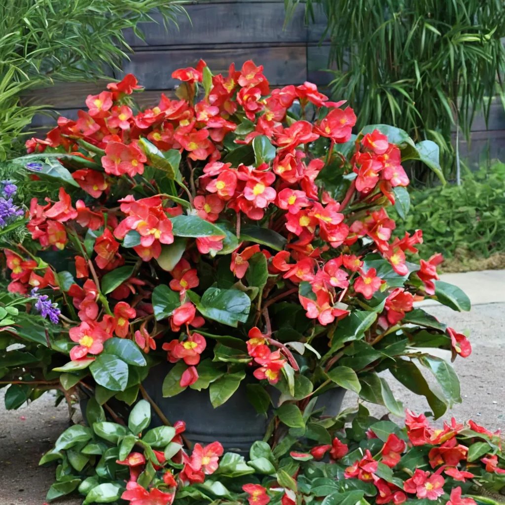 Begonia benariensis 'Surefire Red'
