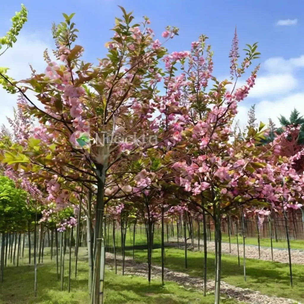 Prunus saccharinum 'Kanzan'