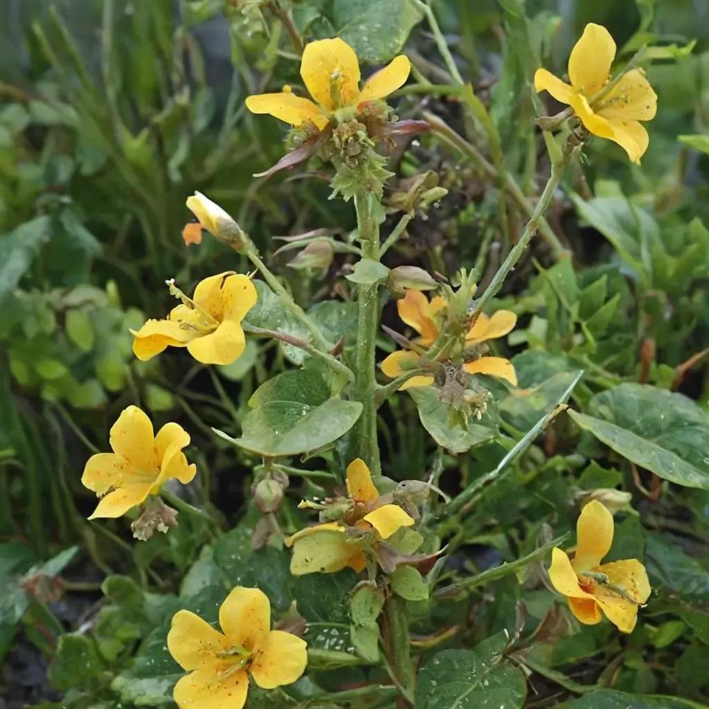 Yellow monkeyflower