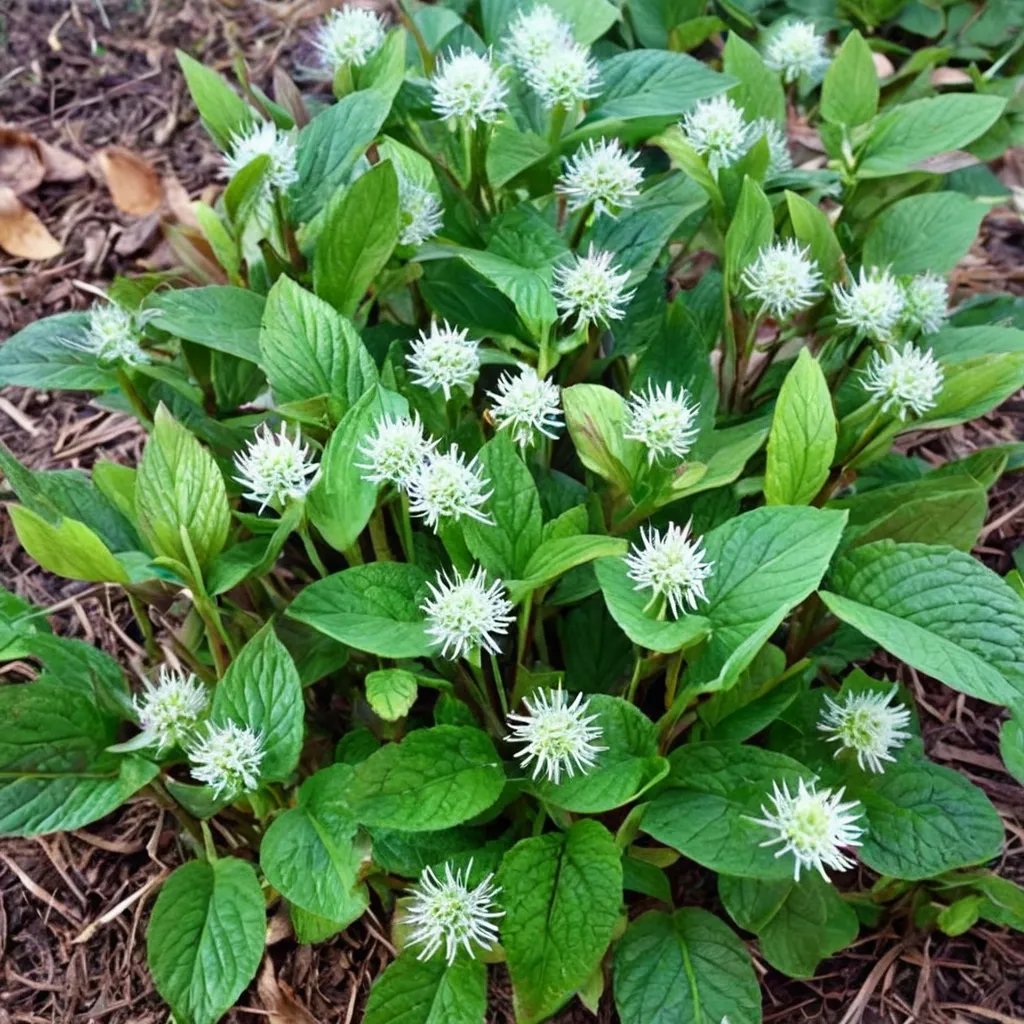Chloranthus japonicus