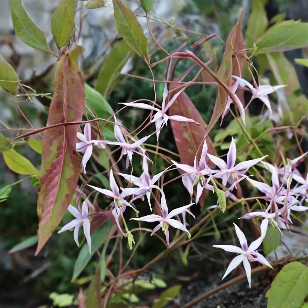 Epimedium fargesii