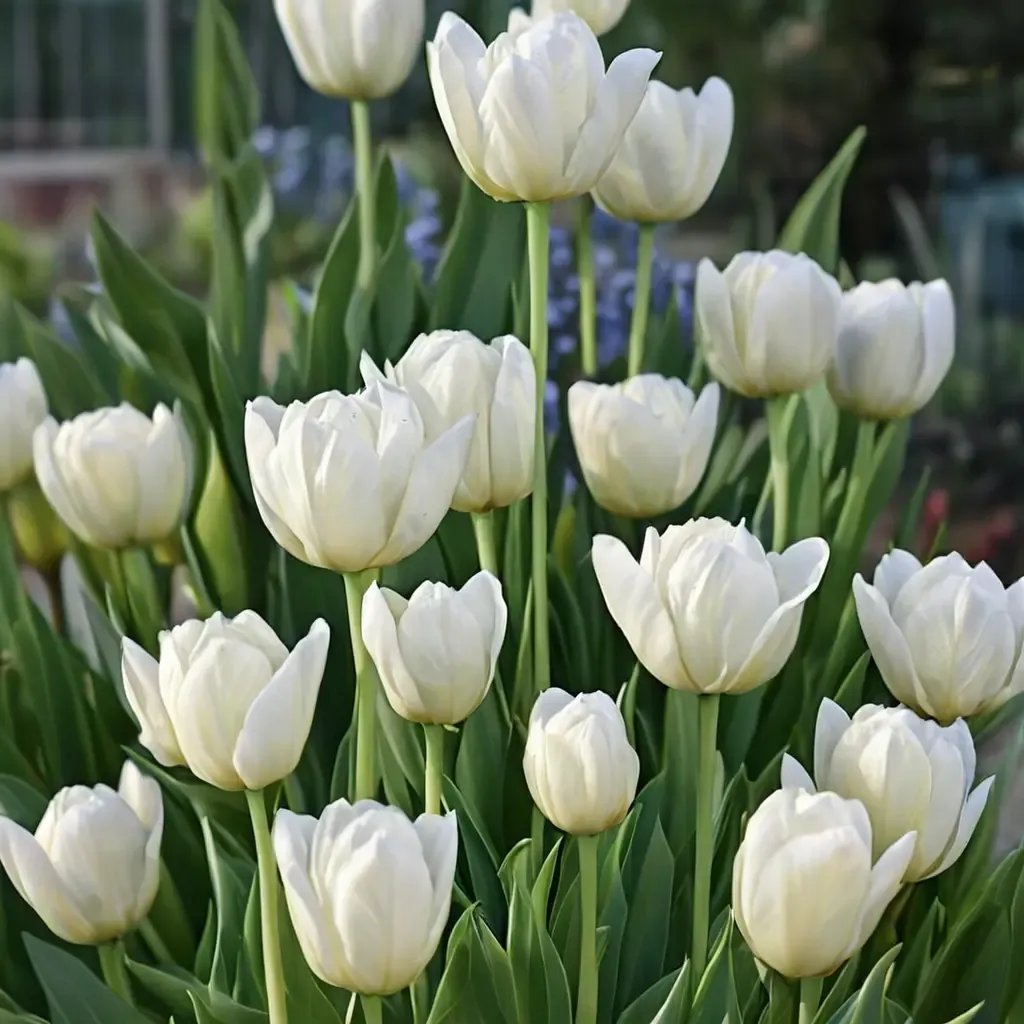 Tulipa tulipa 'White Dream'