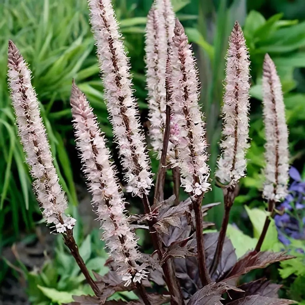 Cimicifuga racemosa 'Pink Spike'