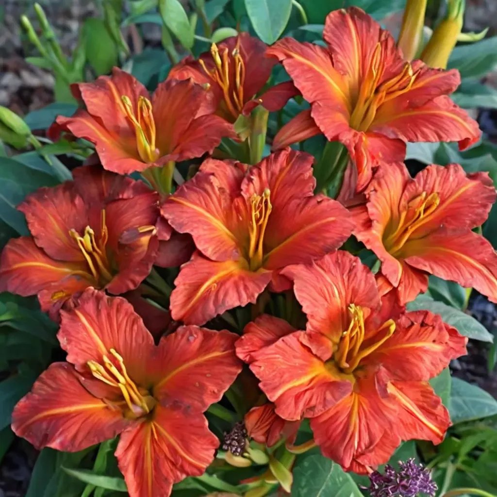 Hemerocallis x hybrida 'Desert Flame'