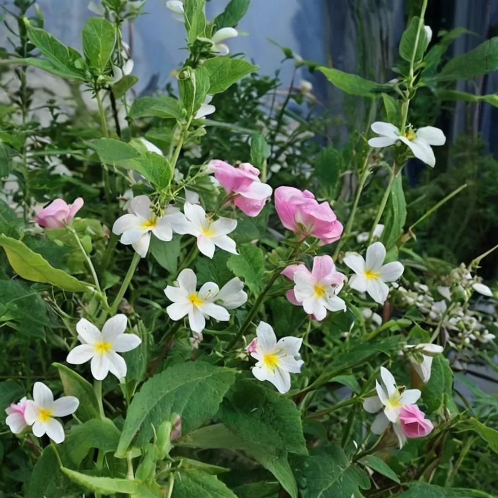 Seashore Mallow