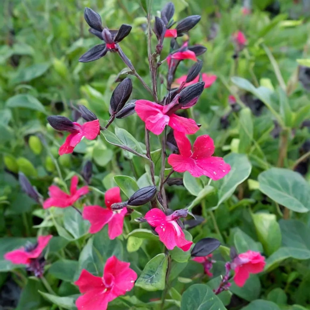 Salvia microphylla 'Hildago'