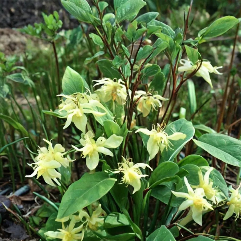 Epimedium koreanum 'Harold Epstein'