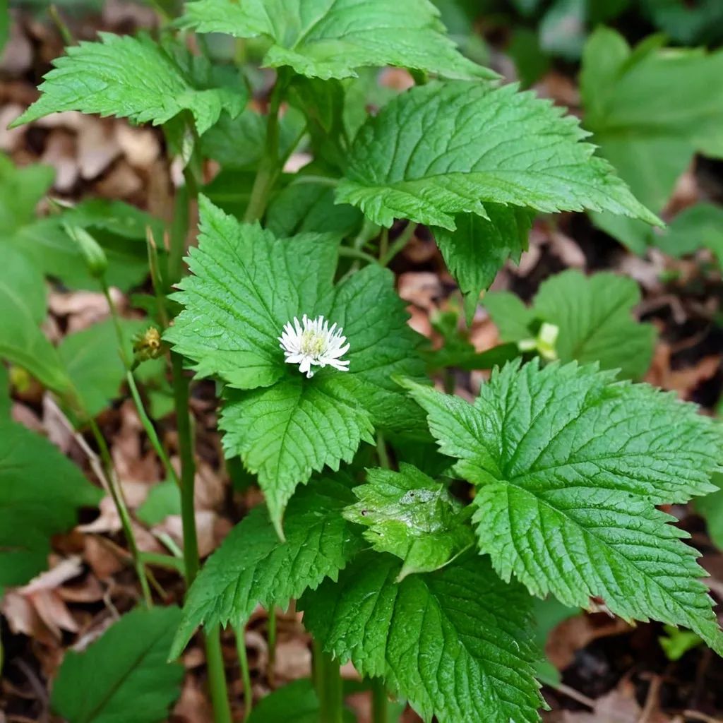 Hydrastis canadensis