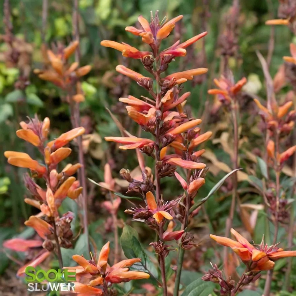 Agastache x hybrida 'Firebird'