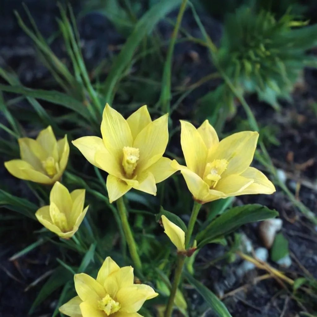 Zephyranthes smallii