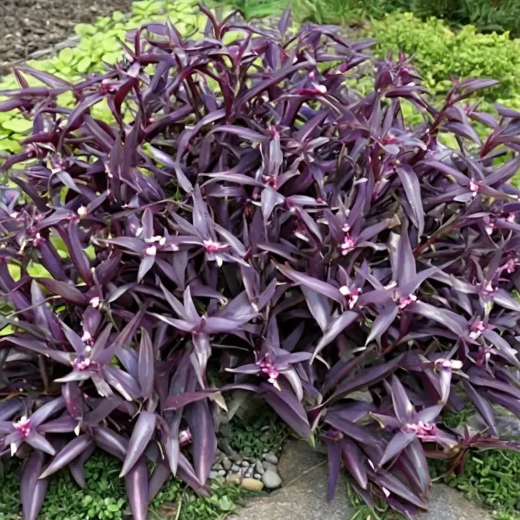 Tradescantia pallida 'Purple Heart'