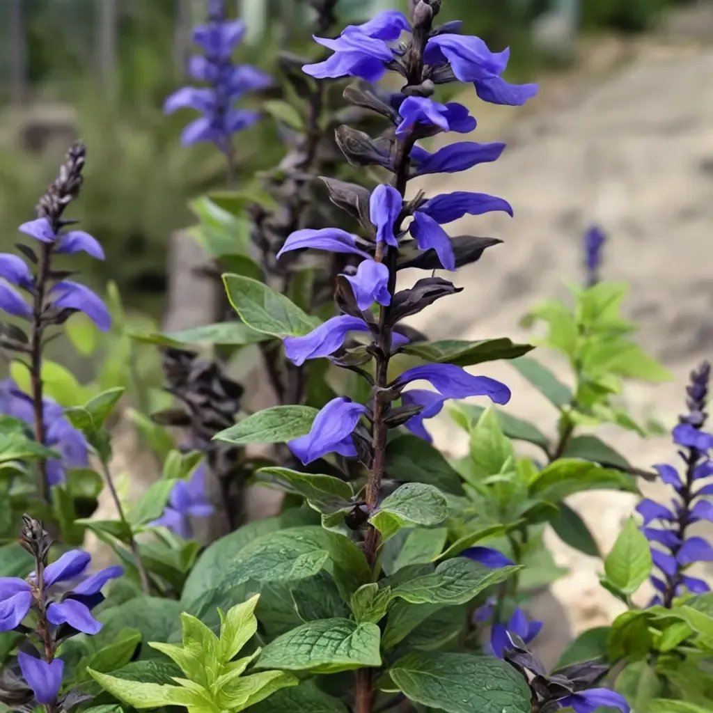 Salvia guaranitica 'Rhythm and Blues'